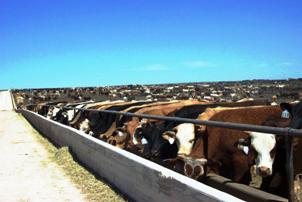 Sorted Cattle at Bunk (low shot)02